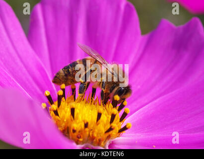 Ape su rosa e giallo fiore cosmos Foto Stock