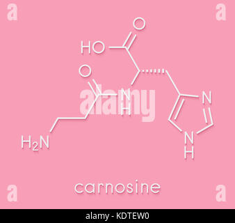 La carnosina molecola. ha proprietà antiossidanti; comunemente utilizzati negli integratori alimentari. formula scheletrico. Foto Stock
