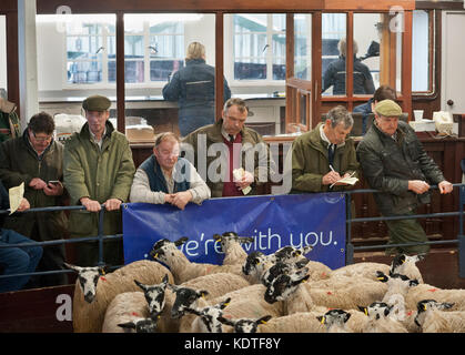 Asta Lazonby Mart, Cumbria, Regno Unito. Vendita autunnale del mulo gimmer agnelli. Gli acquirenti e i venditori dall'anello di aste. Foto Stock