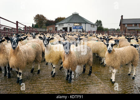 Asta Lazonby Mart, Cumbria, Regno Unito. Vendita autunnale del mulo gimmer agnelli. Foto Stock