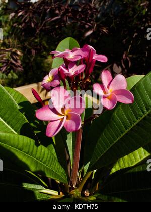 Grappolo di Plumeria rosa Pretty (Frangipani) Fiori in piena fioritura Foto Stock