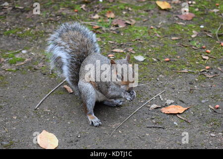 Tame e molto affamati di scoiattolo mangiare un dado accanto al mio piede al parco singleton, Swansea Foto Stock