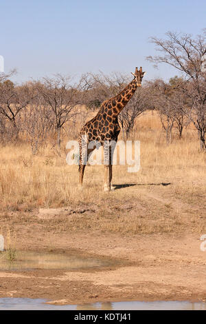 La giraffa nella Provincia di Limpopo, Sud Africa Foto Stock