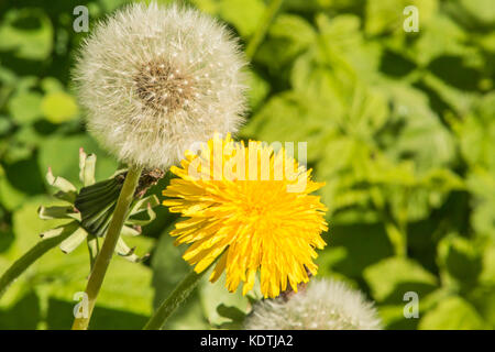 Due denti di leoni close-up fioritura e con semi. Foto Stock