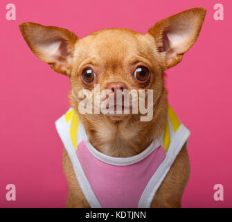 Close-up di chihuahua che indossa la maglietta, 3 anni, davanti a sfondo rosa Foto Stock