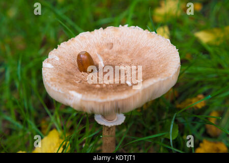 Primo piano di un armlilaria commestibili mellea fungo con una ghianda sul suo hat Foto Stock