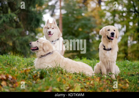Tre cani Siberian Husky e Golden Retriever sono seduti in autunno di appoggio del parco Foto Stock