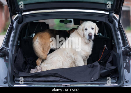 Cane domestico seduto in macchina il tronco. Preparazione per un viaggio a casa dopo aver fatto una passeggiata nel parco Foto Stock