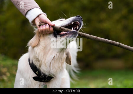 Il Labrador retriever con bastone di legno in autunno la natura Foto Stock