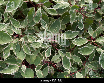 Cornus alba Arbusti decidui Foto Stock