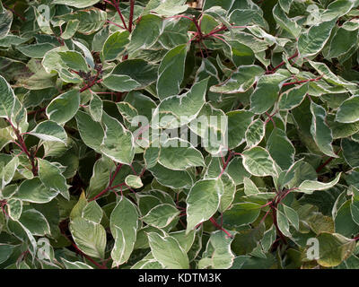 Cornus alba Arbusti decidui Foto Stock