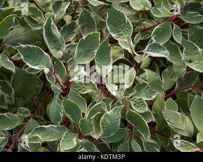 Cornus alba Arbusti decidui Foto Stock