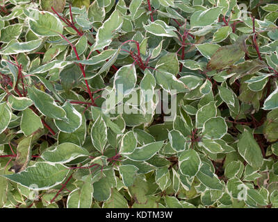 Cornus alba Arbusti decidui Foto Stock