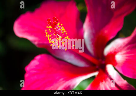 Ibisco rosa fiore, Anaiki, Niue, Sud Pacifico Foto Stock