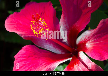 Ibisco rosa fiore, Anaiki, Niue, Sud Pacifico Foto Stock