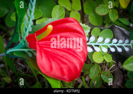 Red Anthurium fiore, Niue, Sud Pacifico Foto Stock