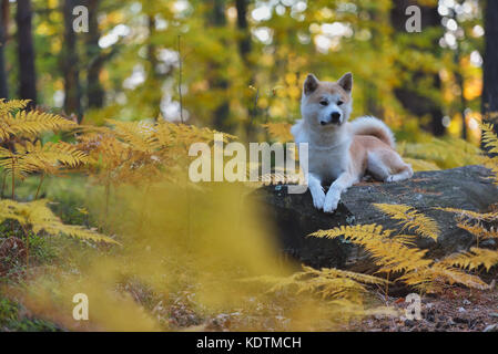 Divertenti cane giapponese Akita inu cucciolo nella foresta di autunno Foto Stock