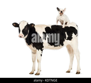 La carne di vitello, 8 mesi di età, con un bulldog francese seduto sulla sua schiena di fronte a uno sfondo bianco Foto Stock