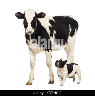 Bulldog francese in esecuzione accanto a un vitello, 8 mesi di età, a piedi nella parte anteriore del fondo bianco Foto Stock
