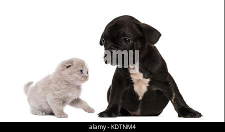 Kitten incontra un bulldog francese cucciolo di seduta Foto Stock