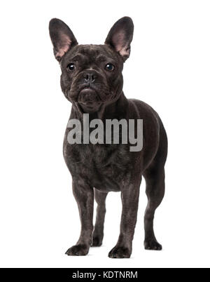 Bulldog francese (1 anno) Foto Stock