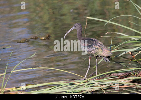 Ibis lucido (Plegadis falcinellus) Foto Stock