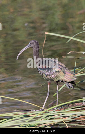 Ibis lucido (Plegadis falcinellus) Foto Stock