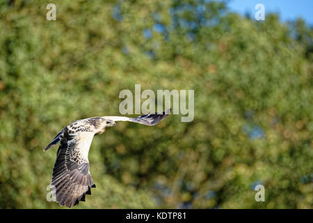 Una Poiana in volo.(Buteo buteo) Foto Stock