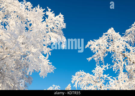 Alberi innevati dal di sotto, cielo blu sullo sfondo Foto Stock