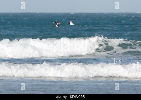 Newquay, Regno Unito. 16 ottobre 2017. Meteo Regno Unito. Forti venti offshore da ex uragano Ophelia soffiano indietro l'alta surf sulla costa settentrionale della Cornovaglia sulla spiaggia di Fistral. Credit: Nicholas Burningham/Alamy Live News Foto Stock