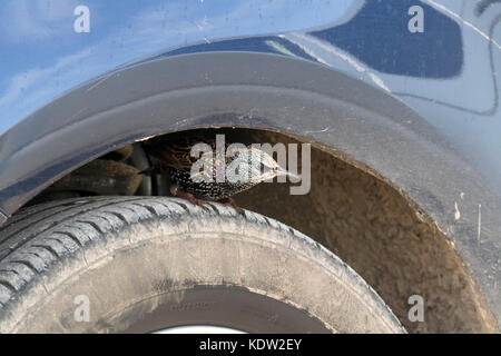 Land End, Cornovaglia. 16th ottobre 2017. Starling cerca riparo sotto l'arco della ruota dell'automobile dai venti alti generati dall'uragano Ophelia a Terre fine Cornovaglia accreditamento: Bob Sharples/Alamy Live News Foto Stock