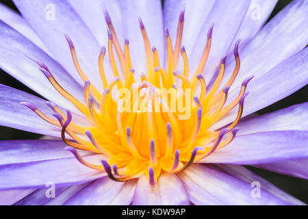 Il polline di viola fiore di loto : ripresa macro Foto Stock