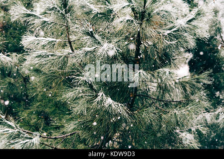 In prossimità del ramo di pino in un giorno di neve. Inverno sfondo con Foto Stock