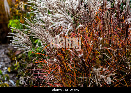 Erba cipollina cinese, giardino autunnale di Miscanthus 'Ferner Osten' erba nana Foto Stock