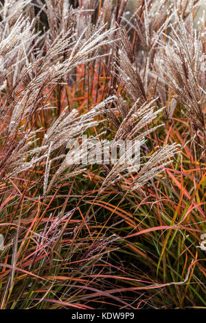 Miscanto, Miscanthus sinensis 'Ferner Osten" Foto Stock