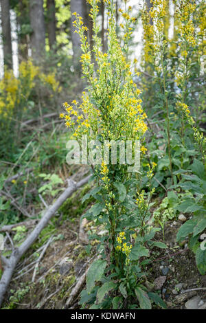 Fioritura giallo oro in un legno Foto Stock