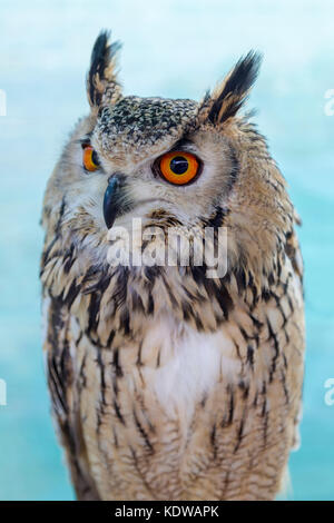 Indian gufo reale (Bubo bengalensis) Foto Stock