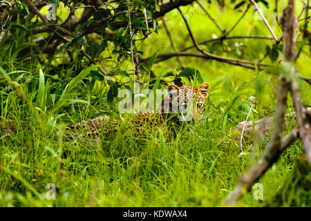 Baby african leopard seduto in erba nel parco di Kruger sud africa Foto Stock