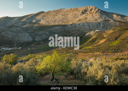 Olivi sulle pendici della Sierra de Tejeda, Axarquia, provincia di Malaga, Andalusia, Spagna Foto Stock