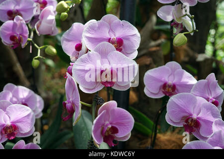 Singapur National Orchid Garden singapur orchideen garten . Foto Stock