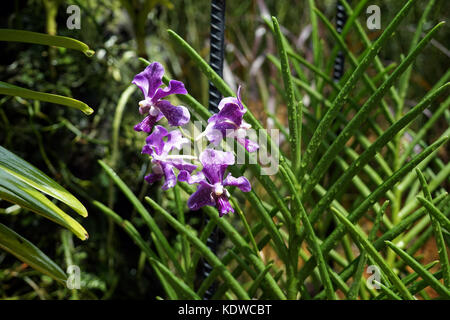 Singapur National Orchid Garden singapur orchideen garten . Foto Stock