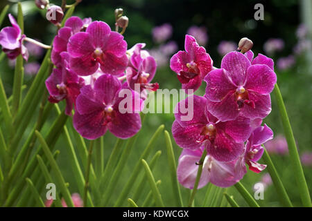 Singapur National Orchid Garden singapur orchideen garten . Foto Stock