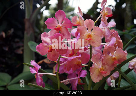 Singapur National Orchid Garden singapur orchideen garten . Foto Stock