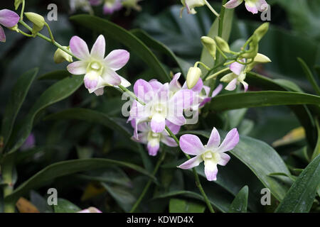 Singapur National Orchid Garden singapur orchideen garten . Foto Stock