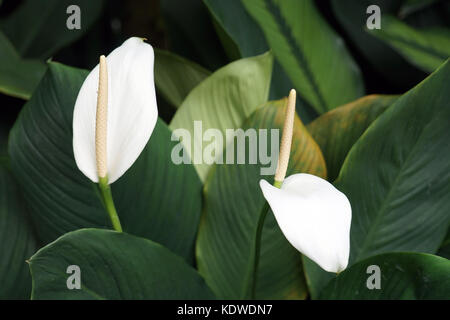 Singapur National Orchid Garden singapur orchideen garten . Foto Stock