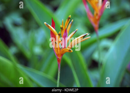 Singapur National Orchid Garden singapur orchideen garten . Foto Stock