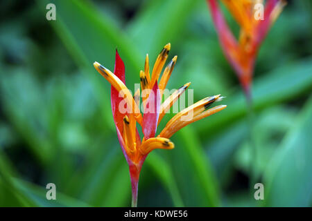 Singapur National Orchid Garden singapur orchideen garten . Foto Stock