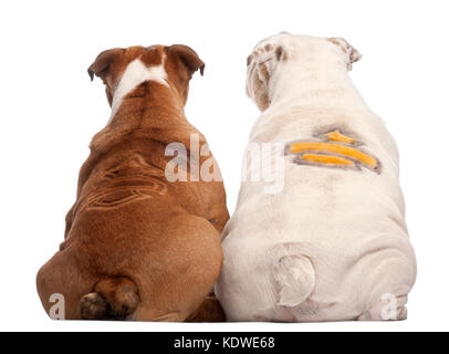 Vista posteriore del Bulldog inglese con design sul loro retro, 2 anni e 7 mesi di età, di fronte a uno sfondo bianco Foto Stock