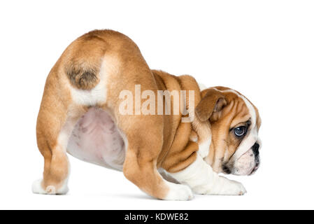 Vista posteriore di un bulldog inglese cucciolo bottom up, 2 mesi di età, isolato su bianco Foto Stock