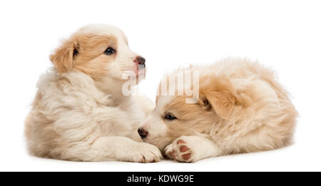 Due Border Collie cuccioli, 6 settimane di età, disteso di fronte a uno sfondo bianco Foto Stock